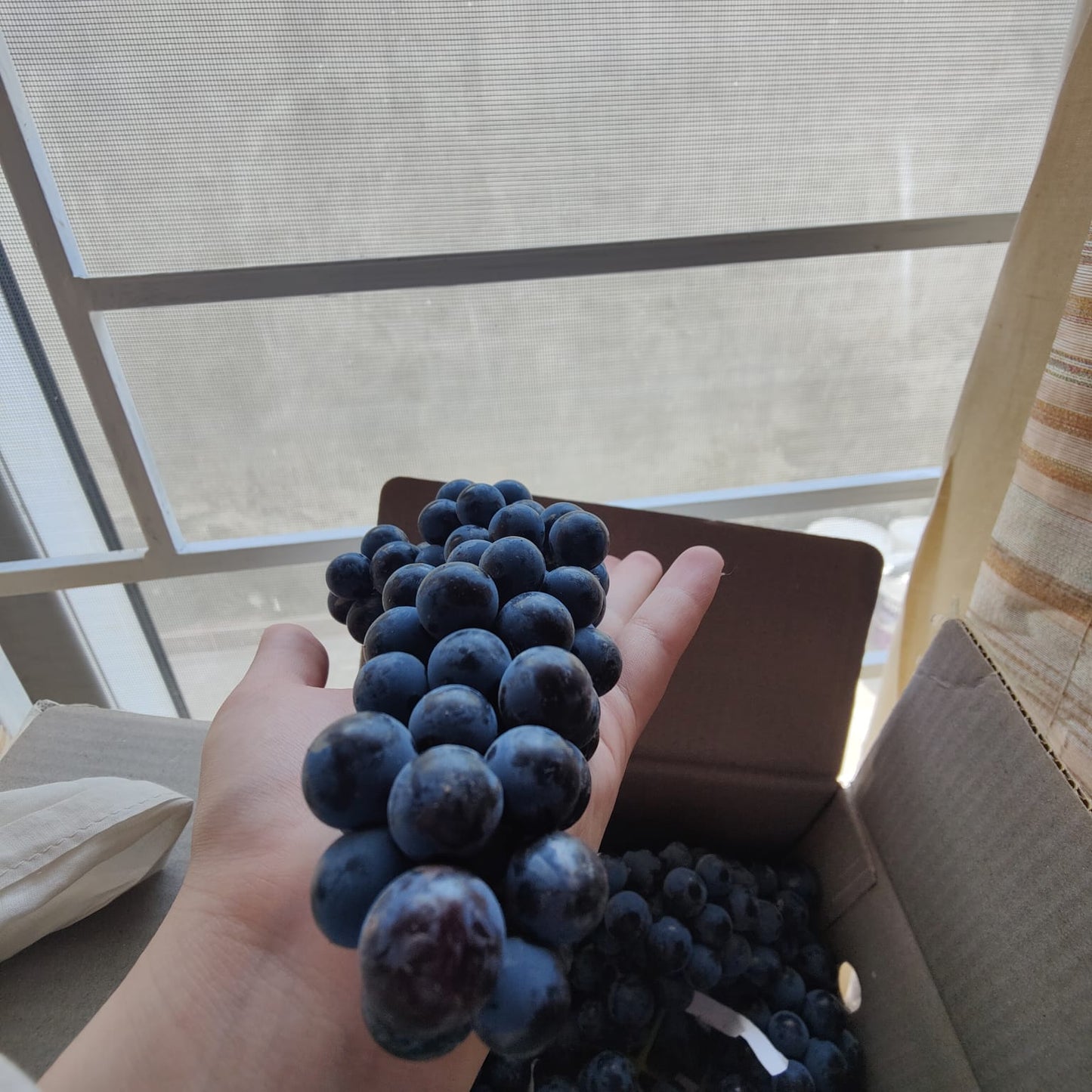 BLUEBERRY GRAPES